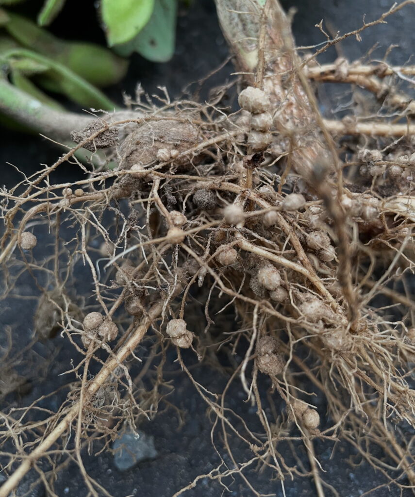 枝豆の根粒菌について|Edamame root nodule bacteria