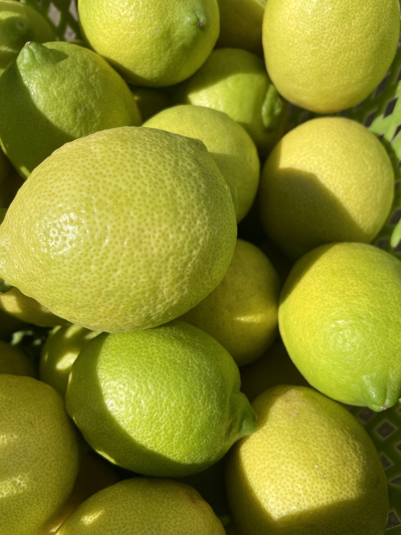 Lemon of Kamakura｜Zone 9 Japan のレモン畑プロジェクト