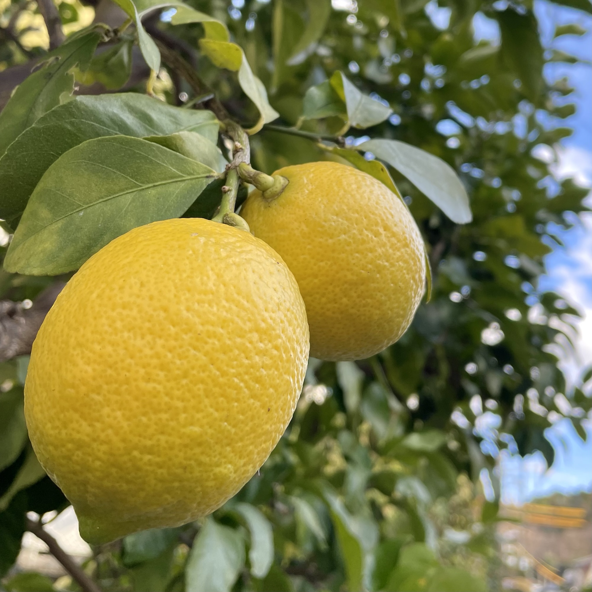 レモン畑（Lemon Field）