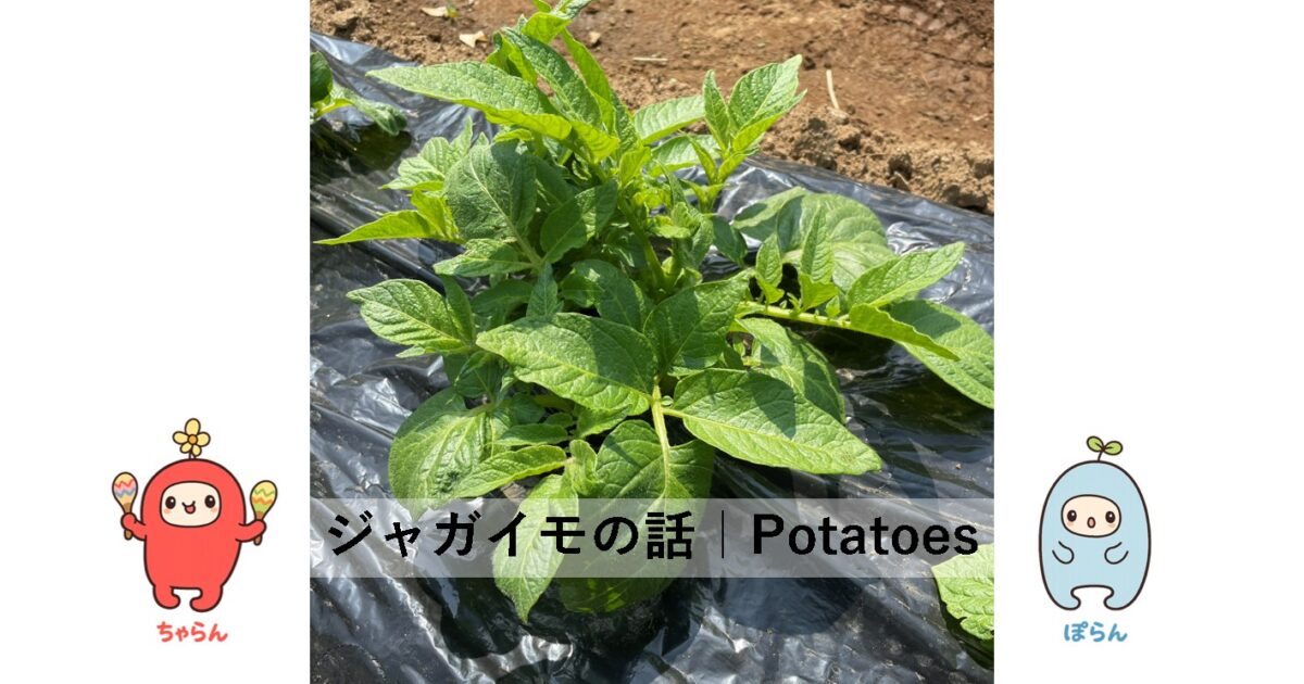 ジャガイモ