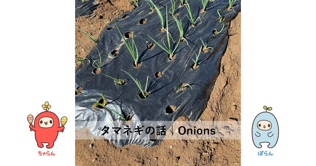 たまねぎ