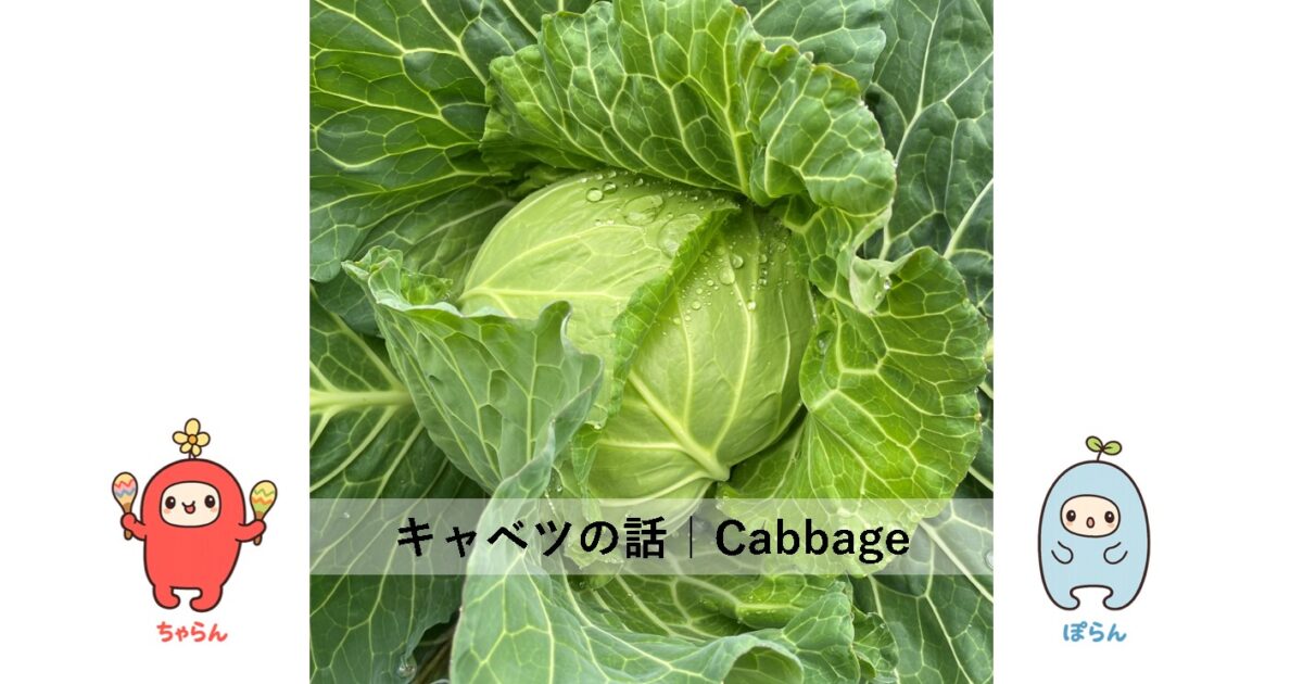 キャベツ