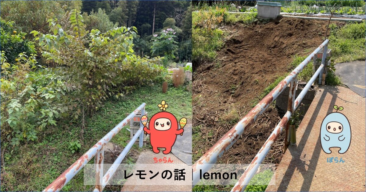 Lemon of Kamakura｜Zone 9 Japan のレモン畑プロジェクト