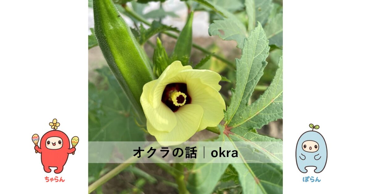 オクラ