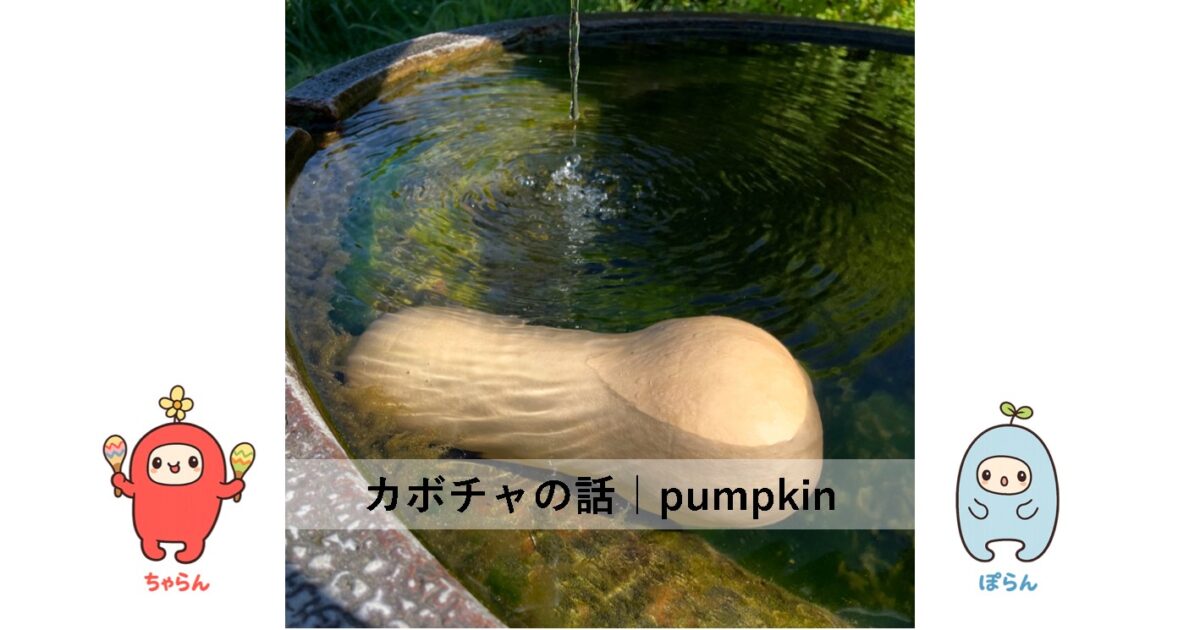 カボチャ